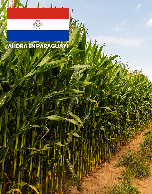 imagem 600x765 copiar